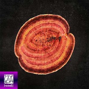 Thujan – Out of Distance